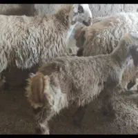 بره پرواری سبک وزن