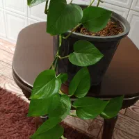 به به چ گل‌هایی زیبا و قیمت مناسب|گل و گیاه طبیعی|کرج, حصارک بالا|دیوار
