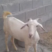 سه تا بز آبستن|حیوانات مزرعه|میناب, |دیوار