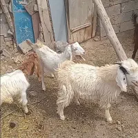 بز و بزغاله|حیوانات مزرعه|خواف, |دیوار