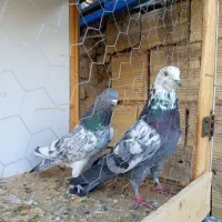 با یاد خدا یه مشت کبوتر رنگی وگرفتنی|پرنده|قم, شهرک مهدیه (مدرس)|دیوار