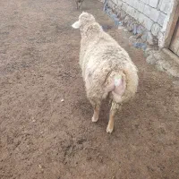 بره نر دو عدد