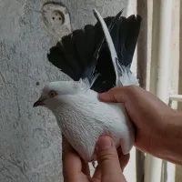 کبوتر دم سیاه
