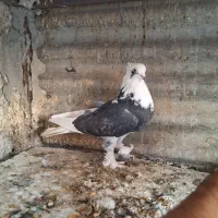 کفتر ۲تا ماده کاکولی پریا|پرنده|ری, ولی آباد|دیوار