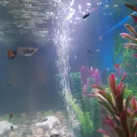 فروش آکواریوم|ماهی|محلات, |دیوار