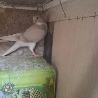 کله سفید و ساده|پرنده|آیسک, |دیوار