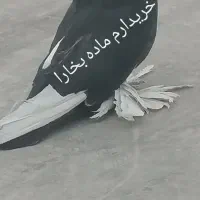 گمشده مثلا بخارا ،راعبی ،دو‌کاکول،گمشده ماده بخارا|حیوانات|مشهد, منزل آباد|دیوار