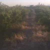 باغچه انار بیست قصبی بلورد