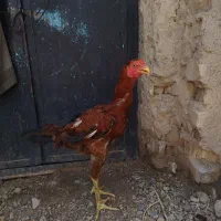 ۳ عدد خروس لاری اوشاما