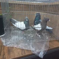 کله سفید.سینه ای|پرنده|مبارکه, |دیوار