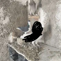 پلاکی و شهری|پرنده|شیراز, کوشک میدان|دیوار