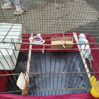 مرغ عشق جفت