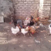 مرغ و خروس جوان|حیوانات مزرعه|خرمدشت, |دیوار