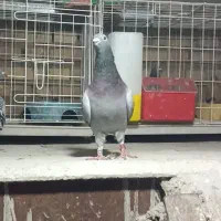 کبوتر نشسته