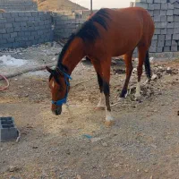 اسب مادیان ترکمن و سیلمی یورقه و تاخت گوسفندی