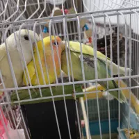 قفس بزرگ  طوطی با وسایل