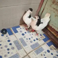 کفتر پشت دار