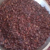فروش کشمش