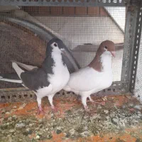 کبوتر|پرنده|شیراز, کوشک میدان|دیوار