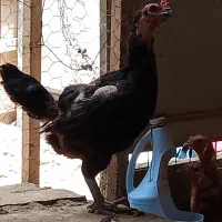 تخم مرغ.  مرغ سیاه