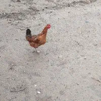 دو عدد مرغ تخم گذار