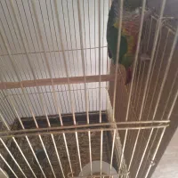 فروش انواع عروس وگرینجگ|پرنده|سپیدان, |دیوار