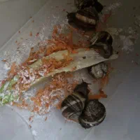 حلزون اسکارگو