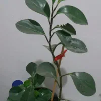 گل انجیری و قاشقی تعویض با ظرف گلسرخی|گل و گیاه طبیعی|کرمانشاه, |دیوار