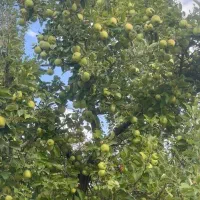 سربیژن100متری جاده اصلی|فروش زمین و ملک کلنگی|جیرفت, |دیوار