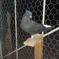 یه جفت اشعل جوجه قد قواره دار