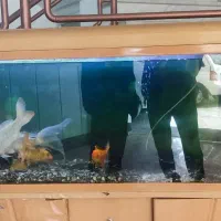 آکواریوم سایز بزرگ وارداتی