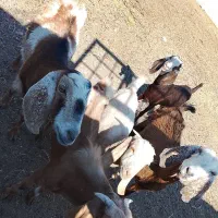 بز فروشی|حیوانات مزرعه|زاهدان, |دیوار