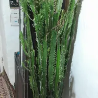 یک عدد گل کاکتوس دو متری|گل و گیاه طبیعی|اردبیل, |دیوار