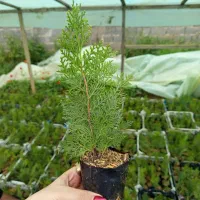 فروش نشا کامیس