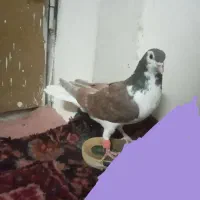 ۳نرکفتر|پرنده|نیمبلوک, |دیوار