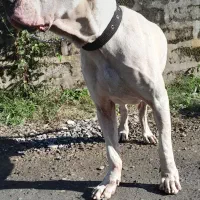 داگو آرژانتینو نر ۴ساله