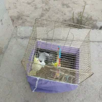 عروس هلندی دوتا مرغ عشق دوتا فنچ همه رو هم با قفس