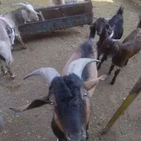 نر بز الپایین اصل