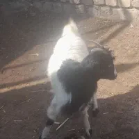 بزغاله خرج خور. بز میش قوچ بز شیرازی  شیشک