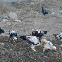 خروس لاری|حیوانات مزرعه|ننور, |دیوار