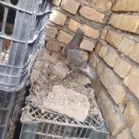 طوقی دمسفید دمسیاه کله الماسی پرشی گرگی کله دمبی|پرنده|مبارکه, |دیوار