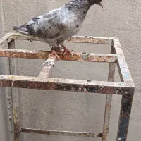 جوجه دم سفید