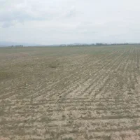 فروش زمین مناصب برای باغ    (در روستای علی بلاغی)