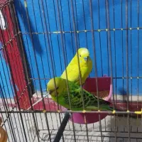 مرغ عشق مولد|پرنده|امیدیه, |دیوار