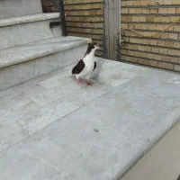 کبوتر خال پنگوئنی