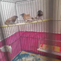 فنچ بنگالی سالم