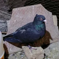 نرکلاغ
