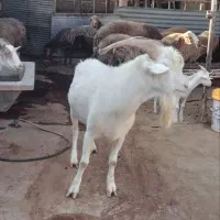 نر سانن