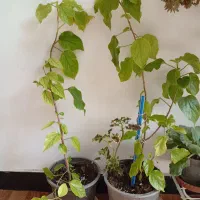 حسن یوسف|گل و گیاه طبیعی|اهر, |دیوار