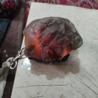 شجر|کلکسیون و سرگرمی|طرقبه, |دیوار